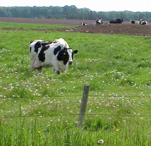 Picture of Holstein Cow grazing in a pasture